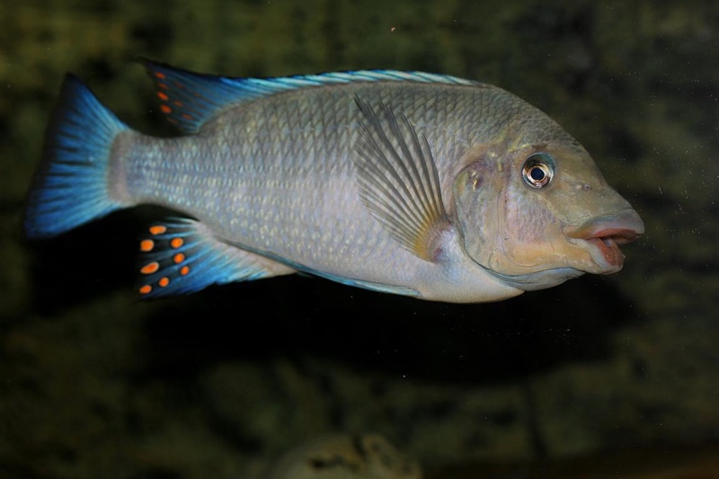 Petrochromis sp. 'blue giant'